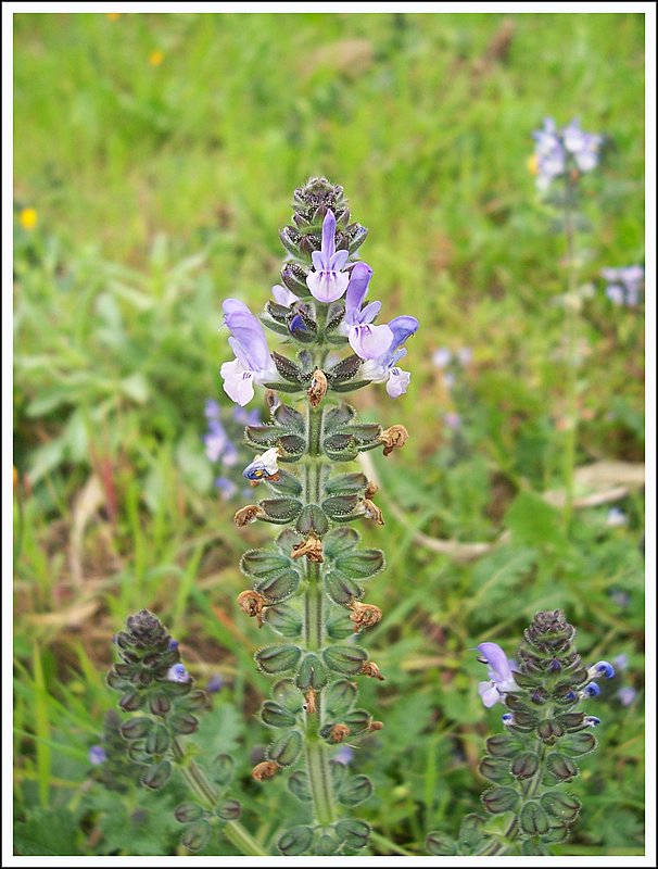 I prati sono in fiore. Salvia verbenaca, Lamium amplexicaule